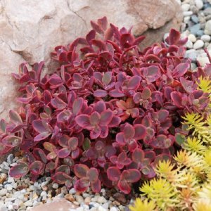 Rozchodník - Sedum ´FIRECRACKER´, kont. P9